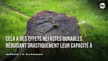 L'exploitation de l'or limite la régénération des forêts amazoniennes