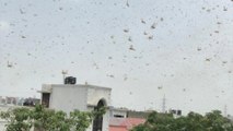 Locust attack rattles Gurgaon, Delhi on high alert