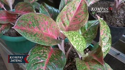 Mengenal Aglonema, Tanaman Hias Daun yang Eksotis