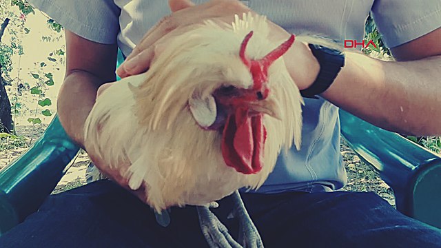 Boynuzlu horoz görenleri şaşırtıyor