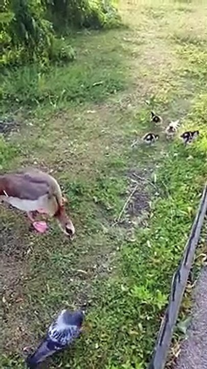 Andrew Eborn's Chick Bait Clickbait - CHICKS, CHICKS, CHICKS