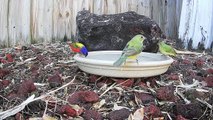 Backyard Birds Love Bird Baths
