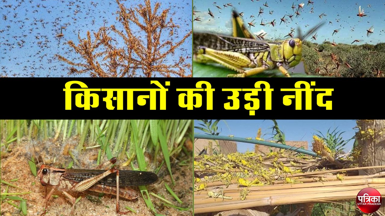 टिड्डी दल के आतंक से किसानों की नींद उड़ी