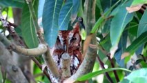 Father Red Morph Eastern Screech Owl