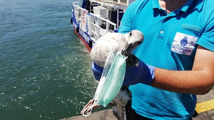 Haliç’e atılan maske martıyı öldürüyordu