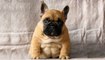 So Cute Bulldog Puppies - Funny and Cute French Bulldog compilation 2020 _ Dogs Awesome