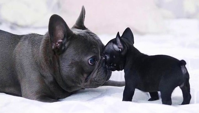 Top 20 Funny French Bulldogs - So Cute French Bulldog Puppies Compilation _ Dogs Awesome