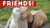 Funniest Unlikely Animal Friendships Compilation _ Funny Pet Videos