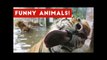 Funniest Pet & Animal Bloopers & Reactions Compilation October 2016 _ Funny Pet Videos