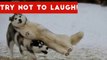 Try Not To Laugh At This Funny Dog Video Compilation _ Funny Pet Videos