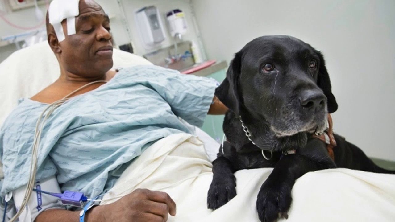 10 Animals That Saved Lives