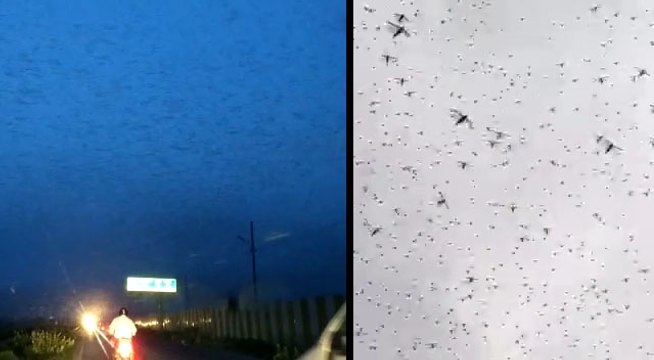 Locust Group Attack: कानपुर में प्रवेश कर सकता है टिड्डी दल, DM ने किया अलर्ट जारी