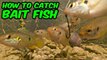 Micro Fishing! HOW TO CATCH BAIT FISH