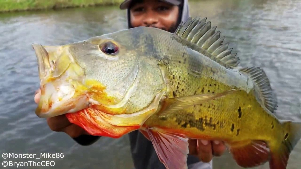 FISHING with a YOYO!