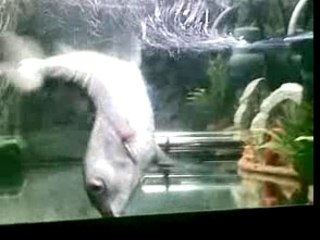 maurice le poisson de cirque