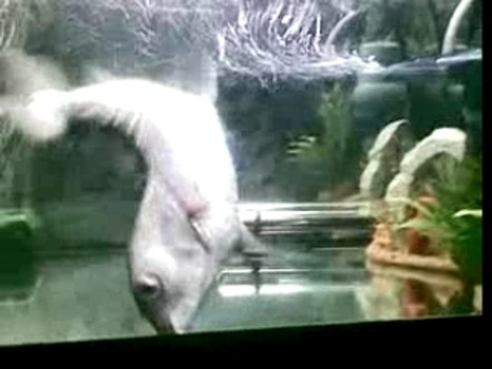 maurice le poisson de cirque