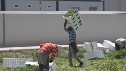 Medio centenar de brotes en España, 11 preocupan a Sanidad