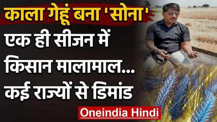Madhya Pradesh के Dhar में किसान के लिए सोना साबित हुई काले गेहूं की खेती | वनइंडिया हिंदी