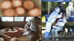 G4 EA H1N1 : China పందుల్లో కొత్త వైరస్.. Corona కంటే డేంజర్.. అవలీలగా మనుషులకు సంక్రమణ! || Oneindia