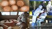 G4 EA H1N1 : China పందుల్లో కొత్త వైరస్.. Corona కంటే డేంజర్.. అవలీలగా మనుషులకు సంక్రమణ! || Oneindia