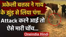 Viral Video :अकेली बत्तख ने गाय के झुंड़ से लिया पंगा,Attack करने आई तो ऐसे मारी चोंच|वनइंडिया हिंदी