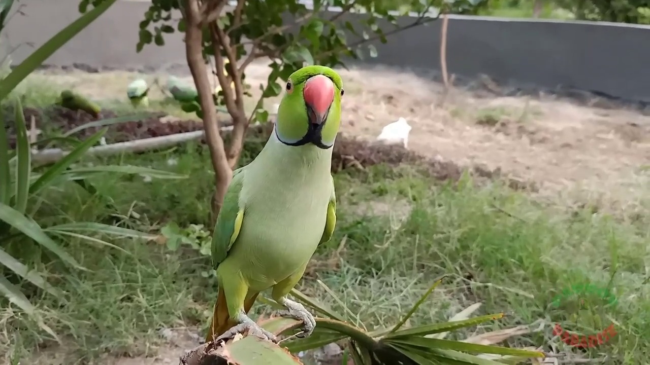 Parrots Happy to be Outdoors
