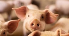 Chine : découverte d'un virus de grippe porcine susceptible de provoquer une nouvelle pandémie