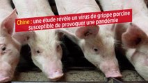 Chine : une étude révèle un virus de grippe porcine susceptible de provoquer une pandémie