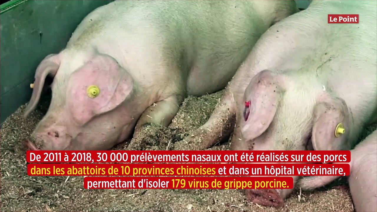 Chine : une étude révèle un virus de grippe porcine susceptible de provoquer une pandémie