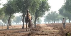 Camel ploughing a field - This could happen only in India!