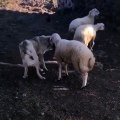 KANGAL KOPEGi ve KOYUNUN DOSTLUĞU - KANGAL DOG and SHEEP FRiEND