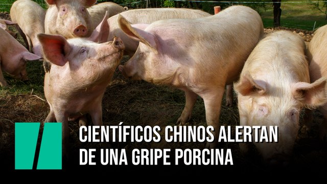 Científicos chinos alertan de una gripe porcina