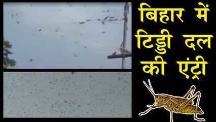 बिहार में किसानों के लिए टिड्डी दल बना है मुसीबत