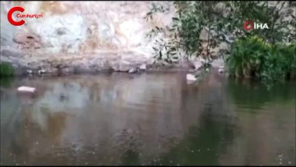 Bingöl'de görüntülendi! Kimseye aldırış etmeden suya dalıp çıktı