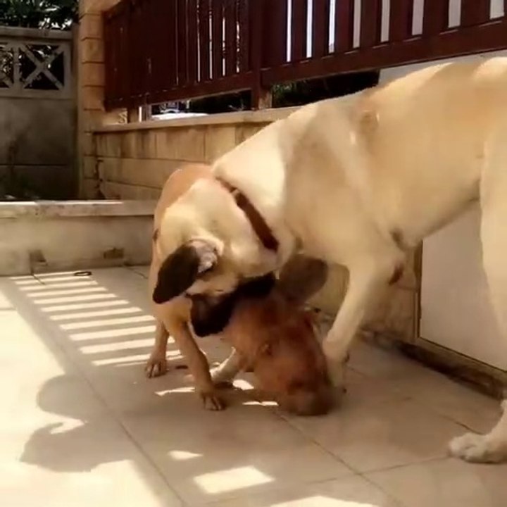 PiTBULL TERRiER ve ANADOLU COBAN KOPEGi - PiTBULL TERRiER vs ANATOLiAN SHEPHERD DOG