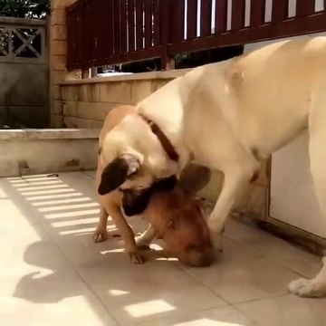 PiTBULL TERRiER ve ANADOLU COBAN KOPEGi - PiTBULL TERRiER vs ANATOLiAN SHEPHERD DOG