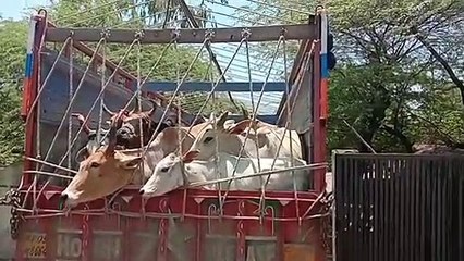 शाजापुर से 25 गायों को जिले के बाहर भेजा