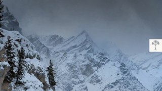 y2mate.com - Winter in the European Alps _ Wildlife in harsh conditions_m_nK6Jxqv4U_1080p