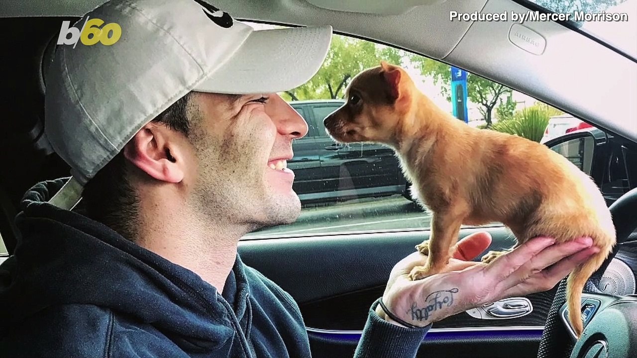 Pint-Sized Air Bud! Watch This Tiny Dog Perform...