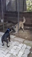 PiTBULL vs SiVAS KANGAL KOPEGi KARSILASMA - PiTBULL DOG vs KANGAL DOG