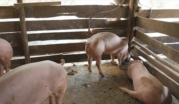 Une nouvelle sorte de grippe porcine apparaît en Chine et fait craindre une pandémie