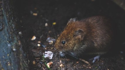 Will Rats Eat Other Rats?