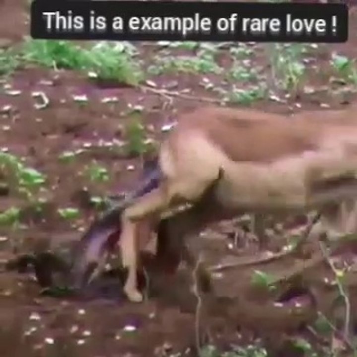 The example of rare love