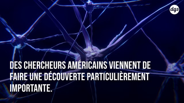 Les voies nerveuses permettant au cerveau de contrôler notre estomac détectées pour la première fois