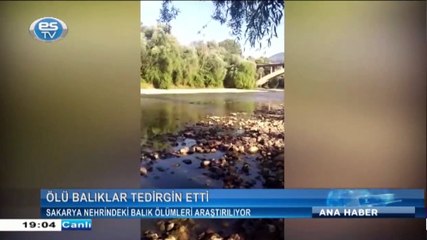 Sakarya nehrindeki balık ölümleri araştırılıyor
