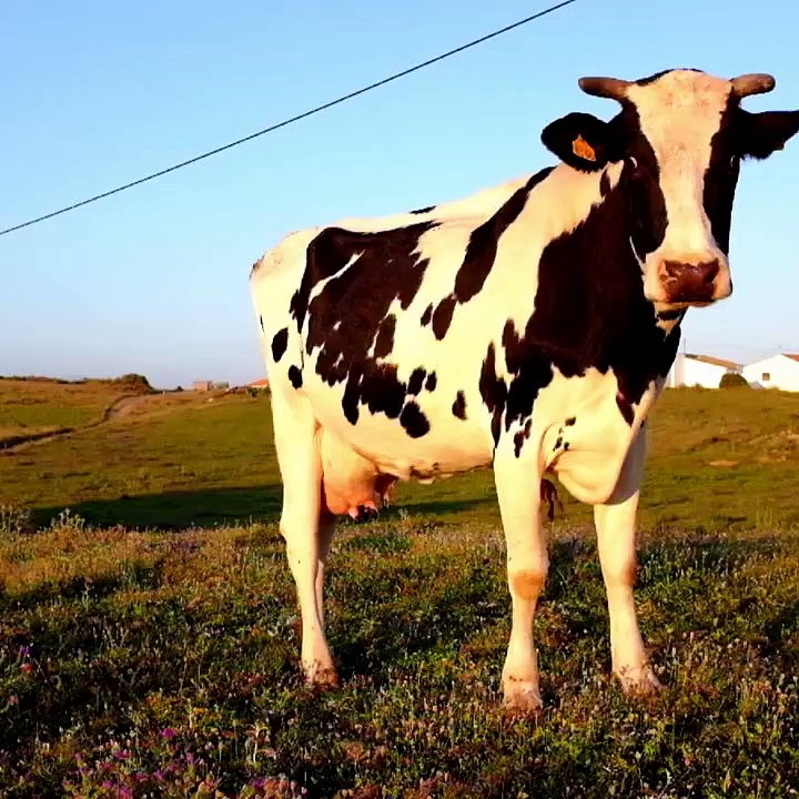 Ready to MOOVE