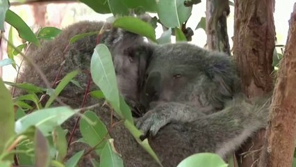 Koalas face extinction in Australia’s New South Wales by 2050, report says