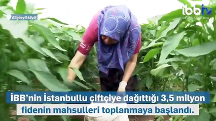 İBB: Çiftçiye 3,5 milyon fide dağıttık, şimdi mahsulleri topluyoruz