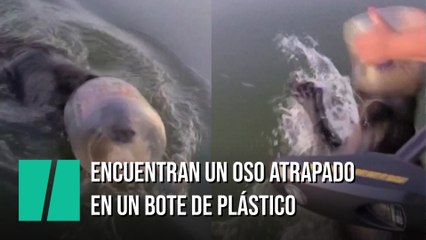 Encuentran a oso nadando con un bote de plástico en la cabeza