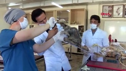 Evin bodrumunda bulunan iskeletin sırrı çözüldü